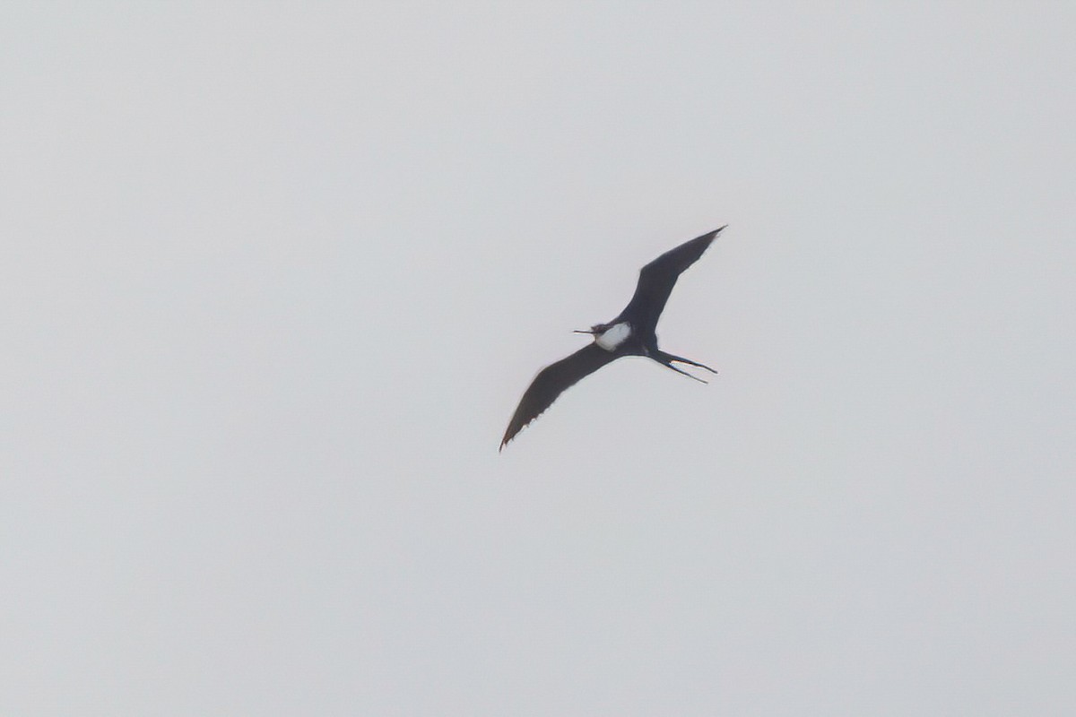 Great Frigatebird - Fred Hochstaedter