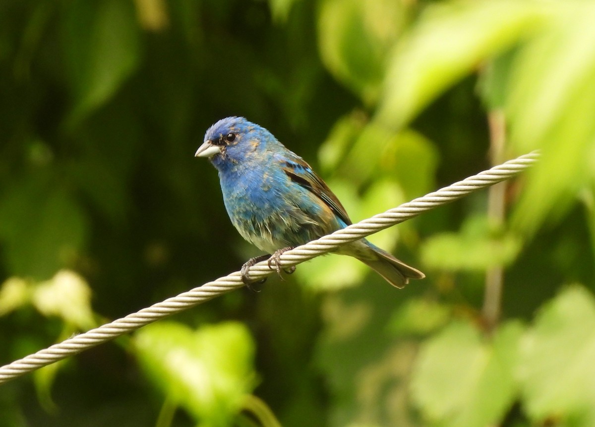 Indigo Bunting - ML581704571