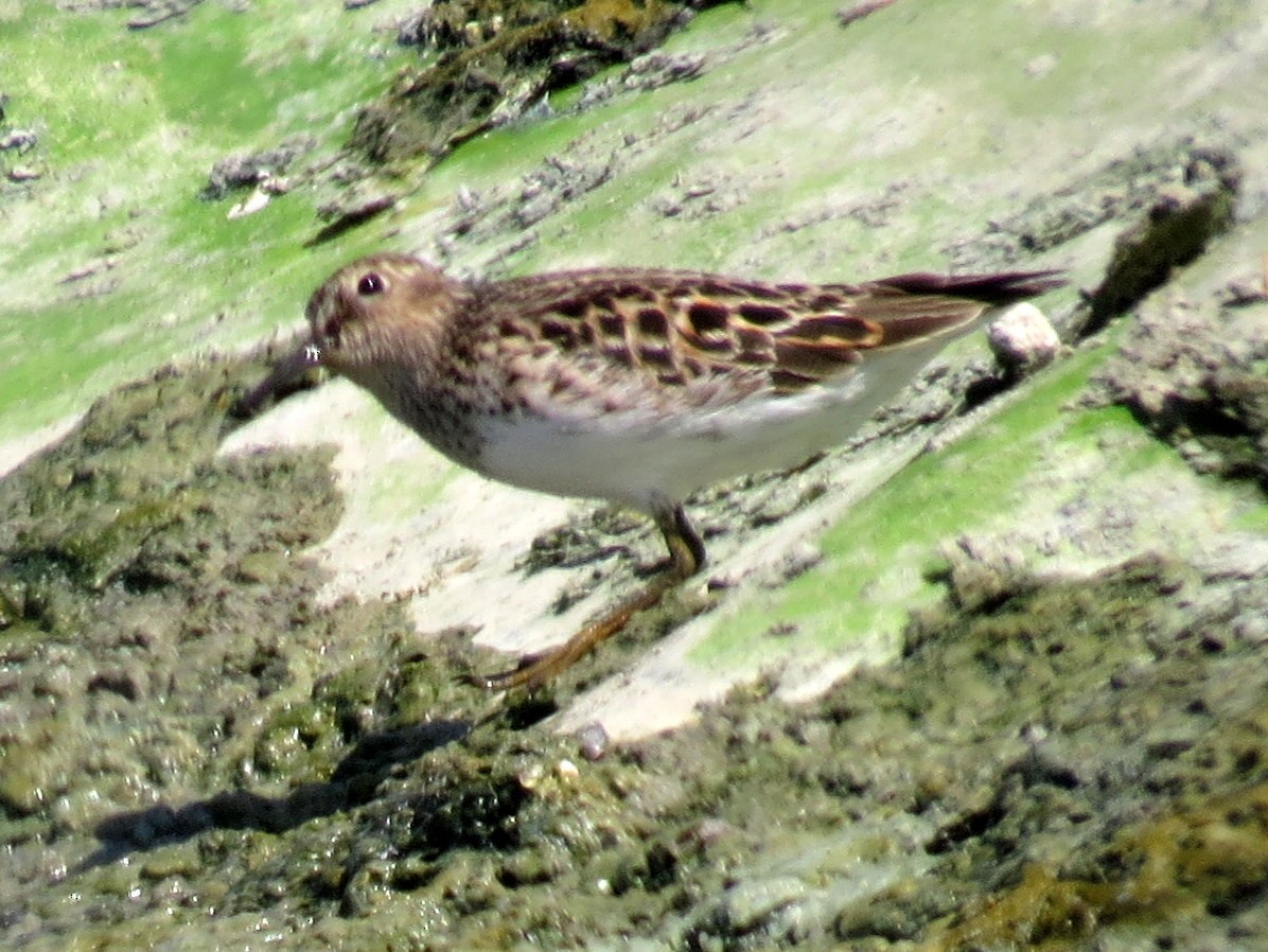 Least Sandpiper - ML581705311