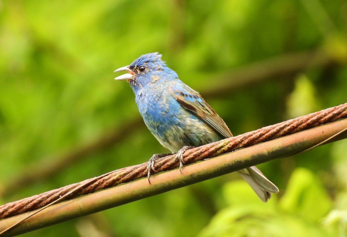 Indigo Bunting - ML581705471