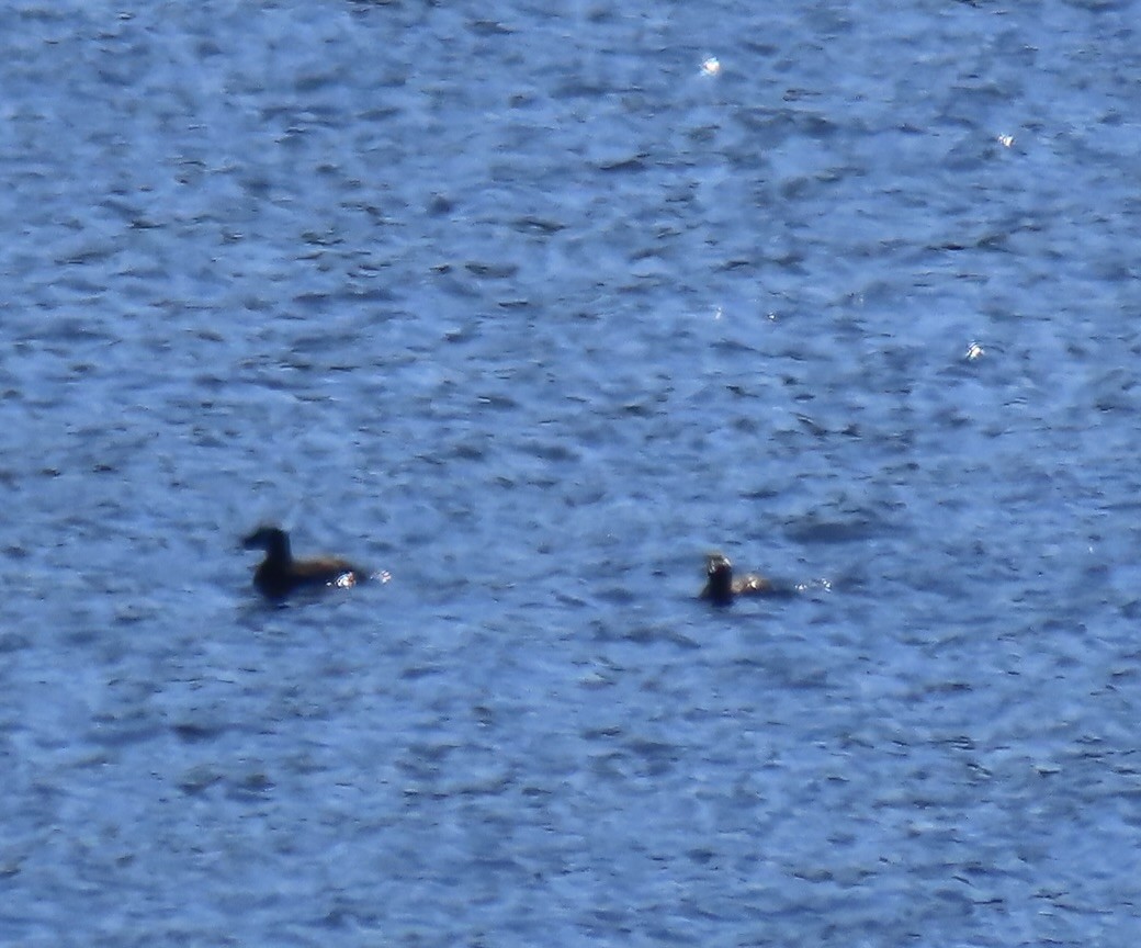 White-winged Scoter - ML581705771