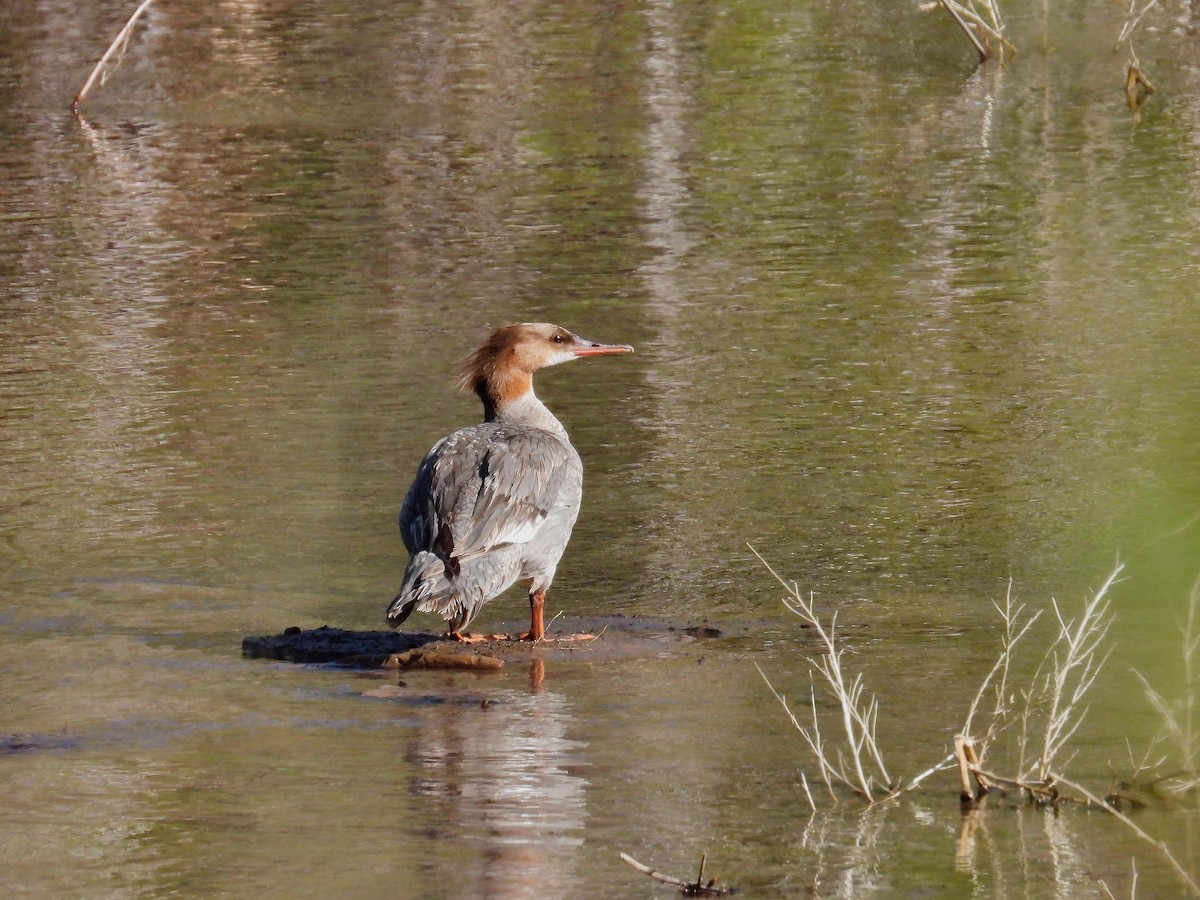 morčák velký - ML581705921