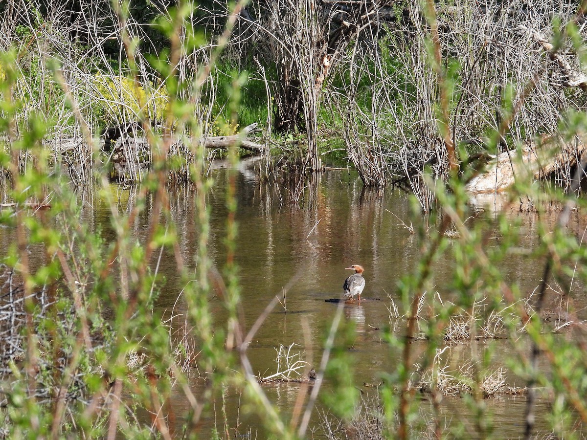 morčák velký - ML581705931