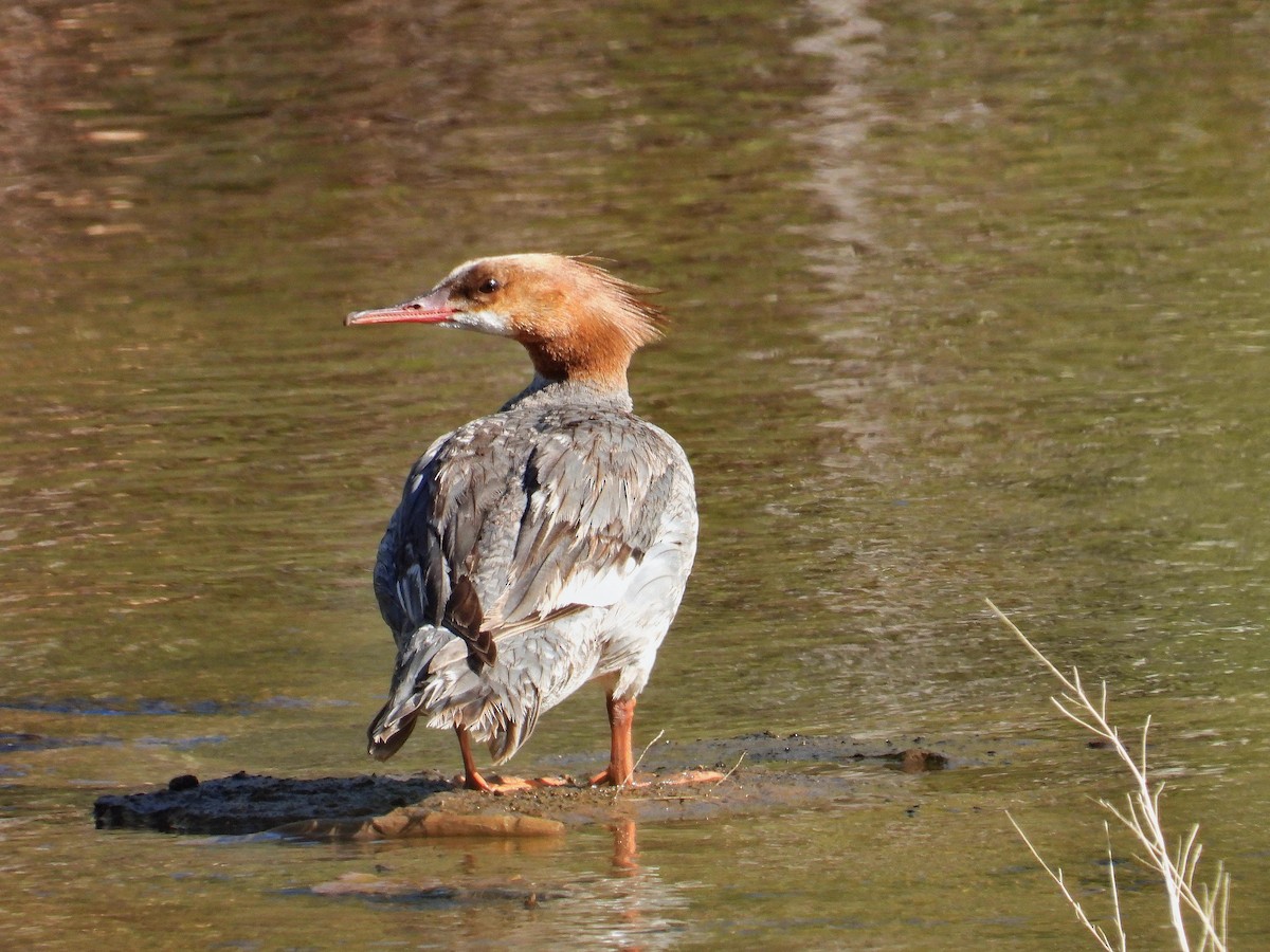morčák velký - ML581705941