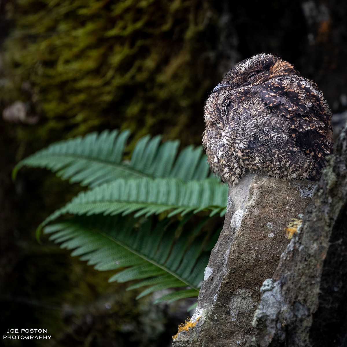 Lyre-tailed Nightjar - Joe Poston
