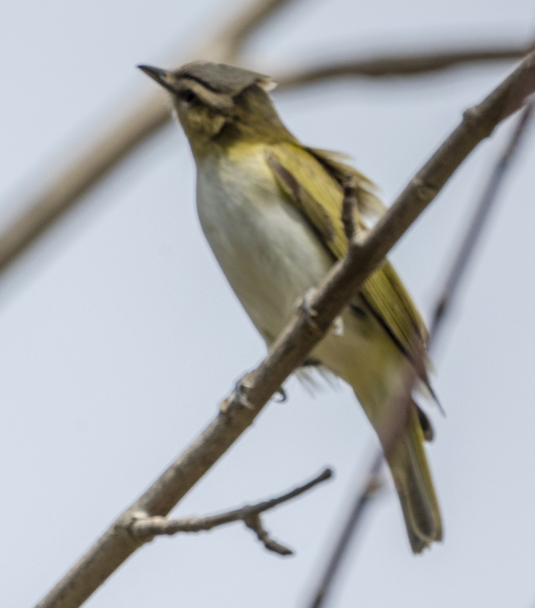 Red-eyed Vireo - ML581707131