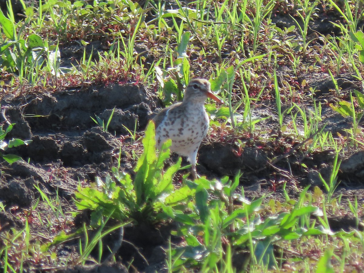 Spotted Sandpiper - ML581707461