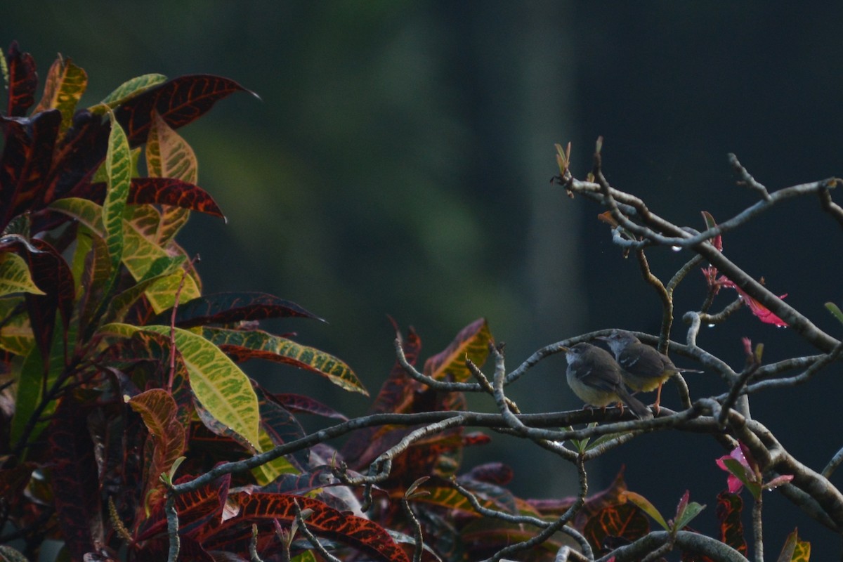 Bar-winged Prinia - ML58170781