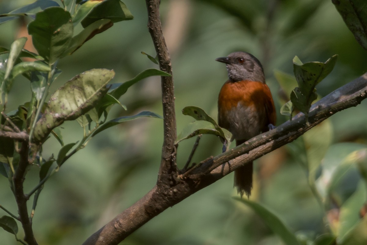 Rufous-breasted Spinetail - ML581708761