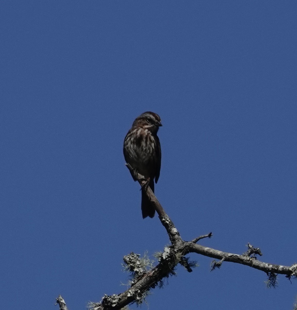 Song Sparrow - ML581711251