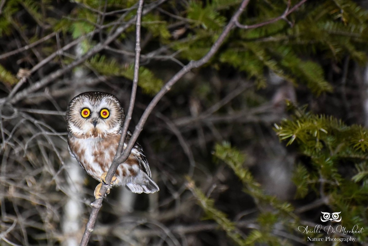 Northern Saw-whet Owl - ML58171131