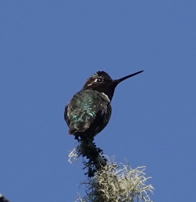 Anna's Hummingbird - Jill Punches