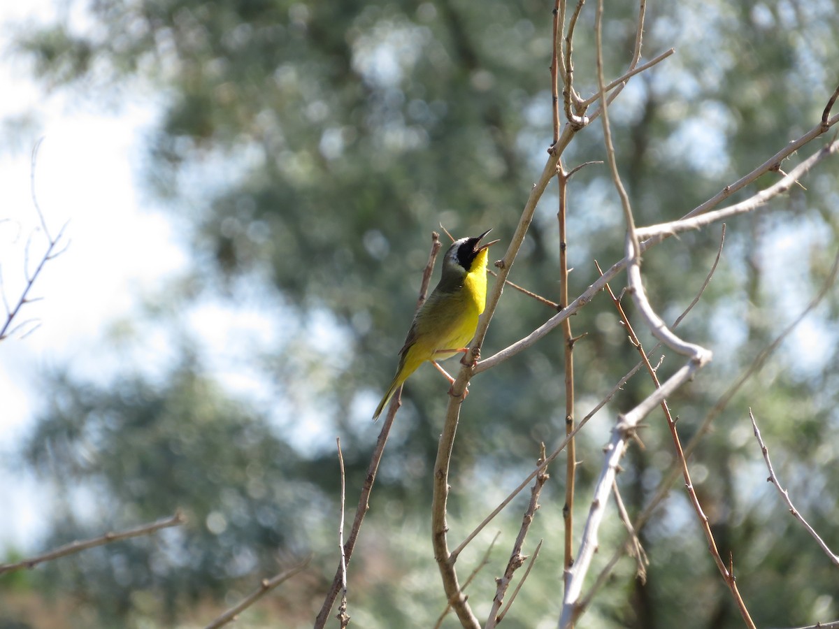 Common Yellowthroat - ML581711891