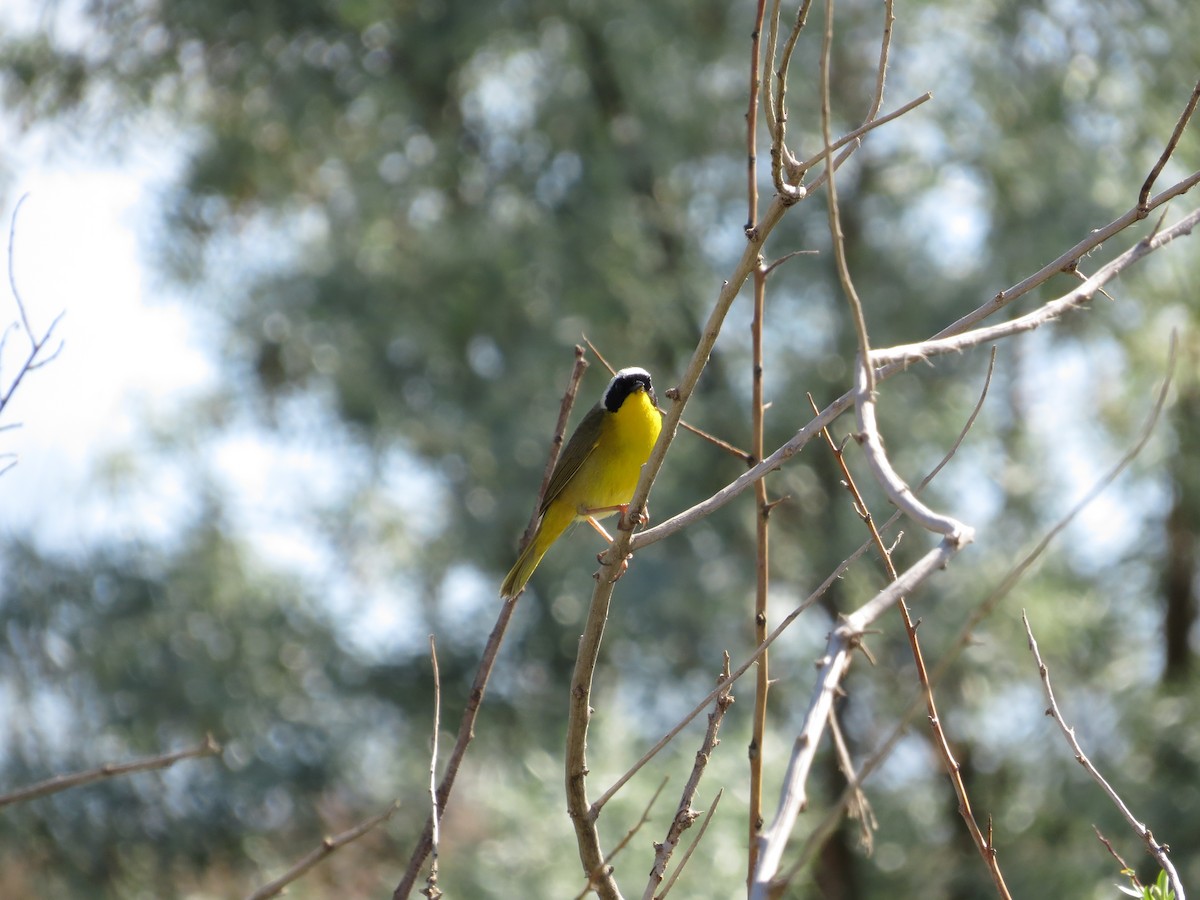 Common Yellowthroat - ML581711901