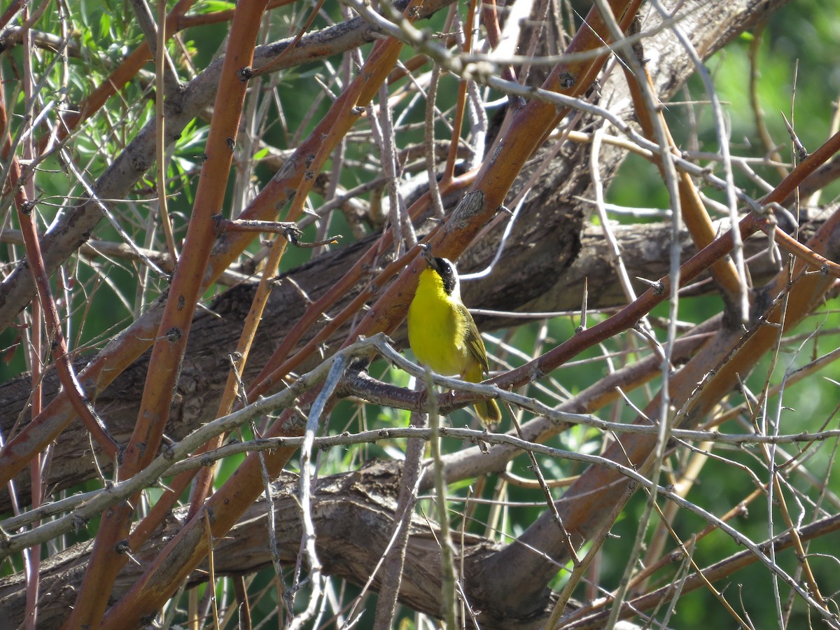 Common Yellowthroat - ML581711921