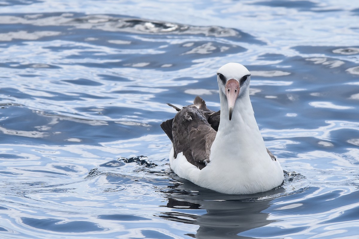 Laysan Albatross - ML581712071