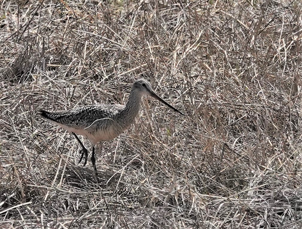 Marbled Godwit - ML581714201