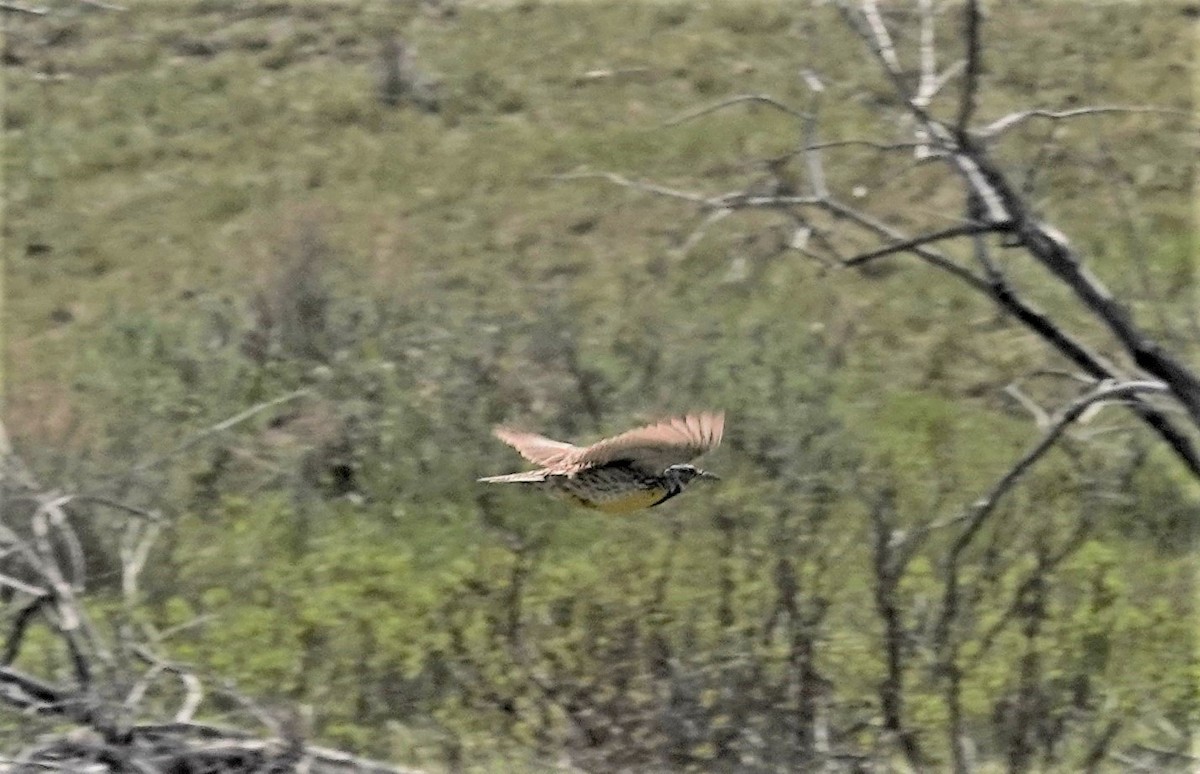 Western Meadowlark - ML581714251