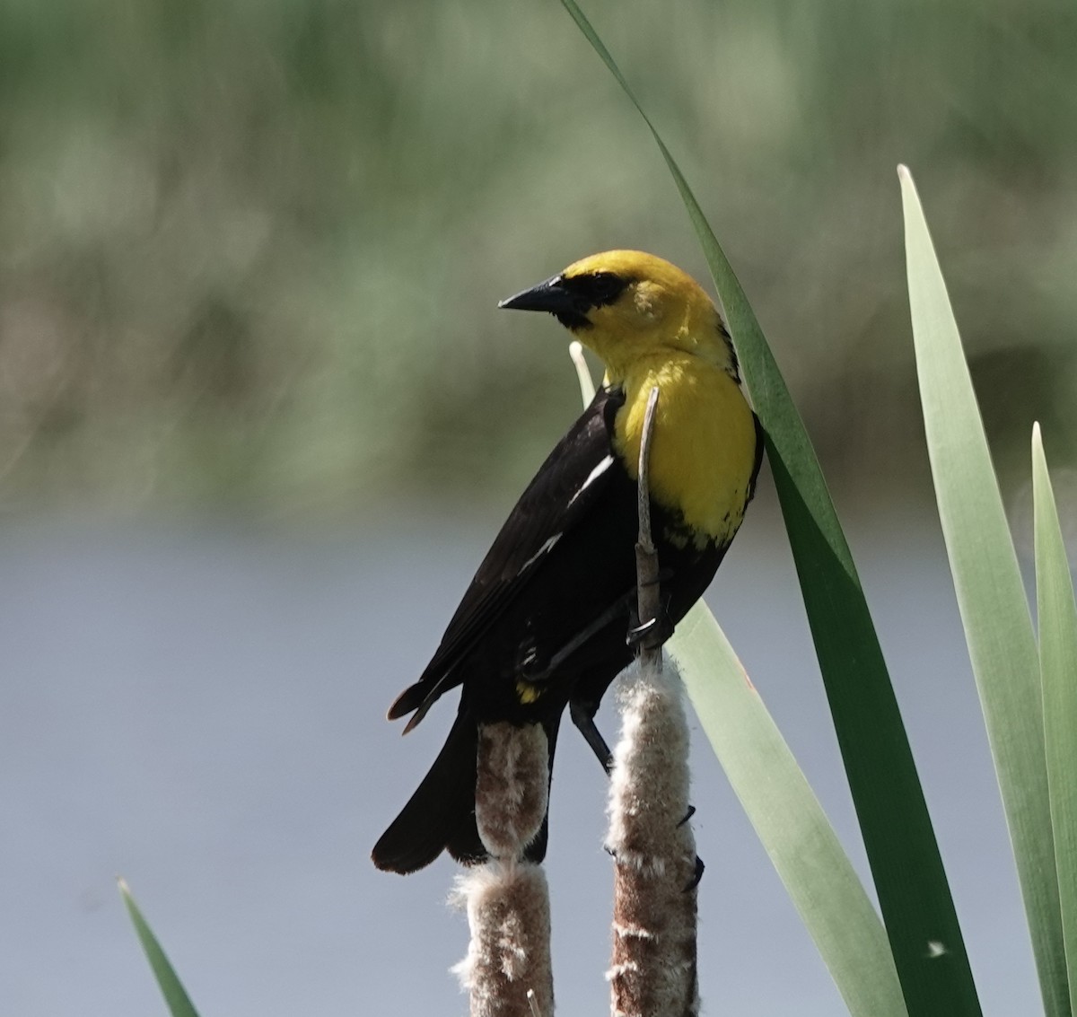 Yellow-headed Blackbird - ML581714391