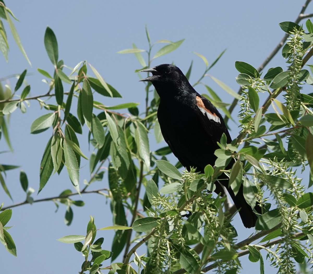 Tricolored Blackbird - ML581714521