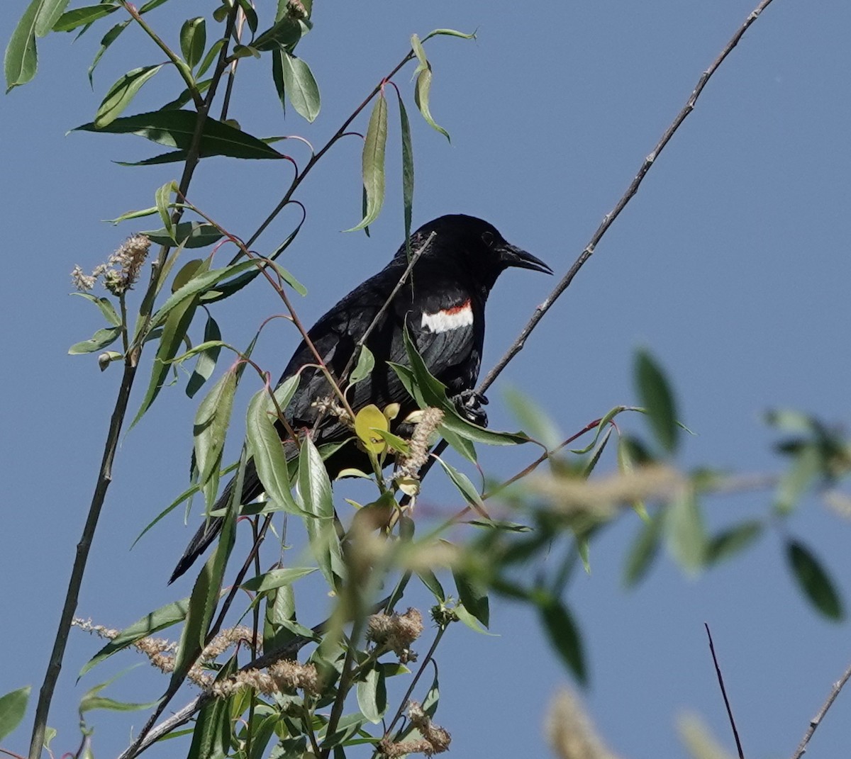Tricolored Blackbird - ML581714591