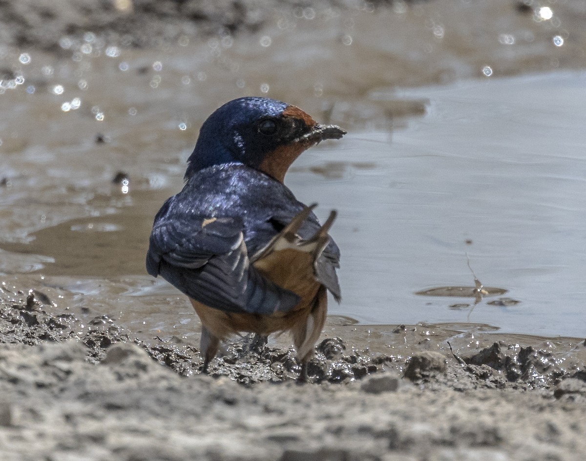 Barn Swallow - ML581714621