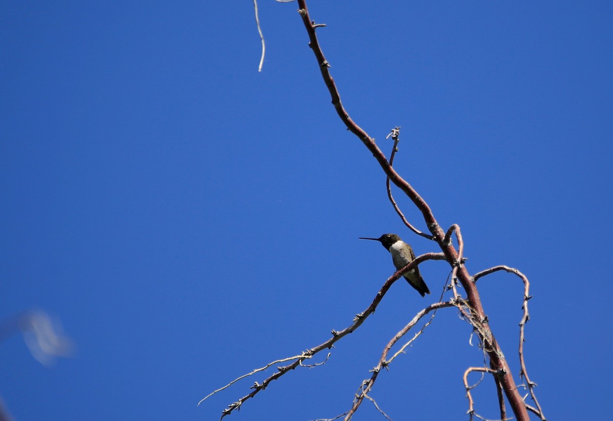 Kara Boğazlı Kolibri - ML581714781