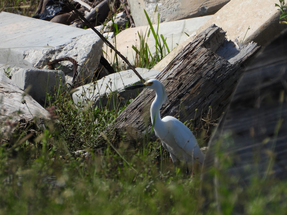 Snowy Egret - ML581715051