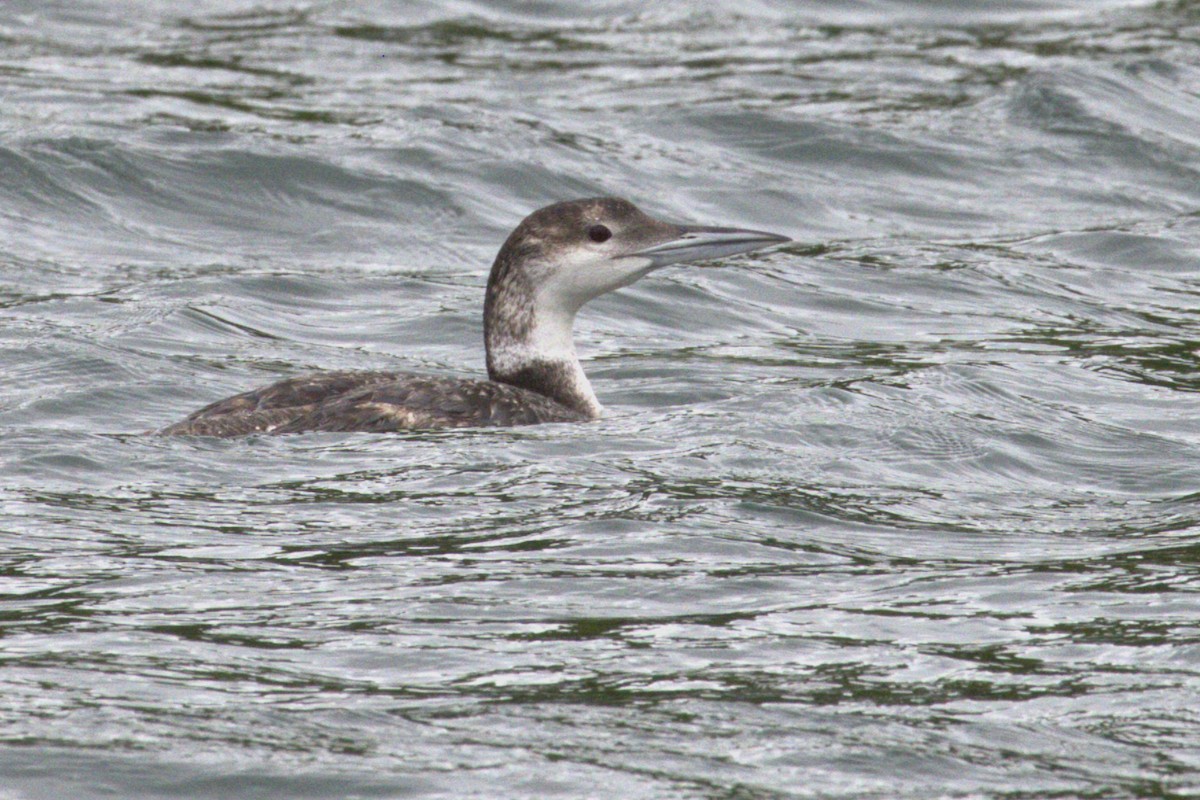 Common Loon - Claire Christensen