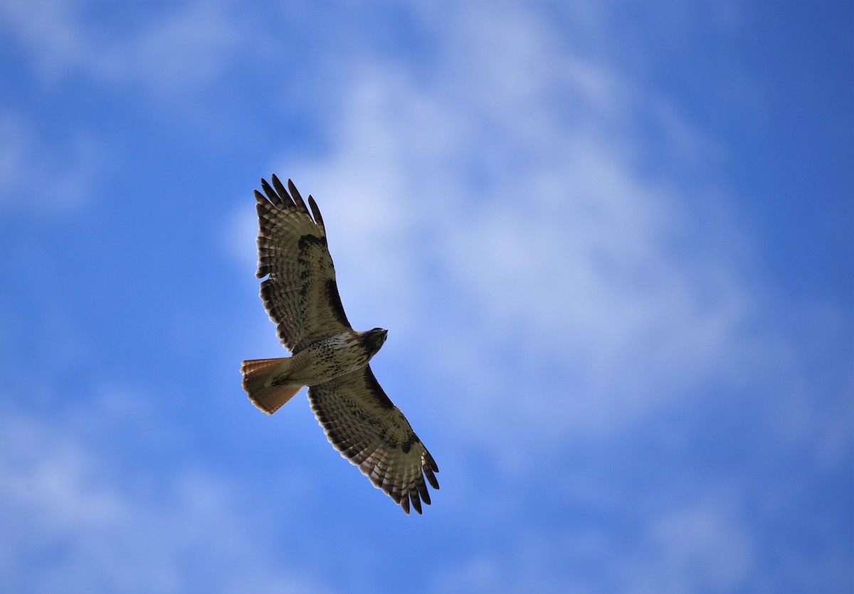 Red-tailed Hawk - ML581715201