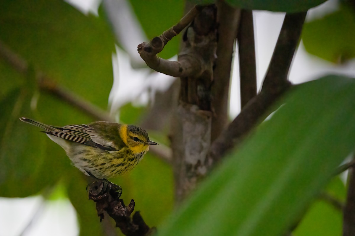 Cape May Warbler - ML581715571