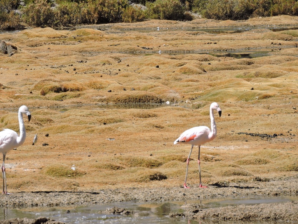 Chilean Flamingo - ML581715891