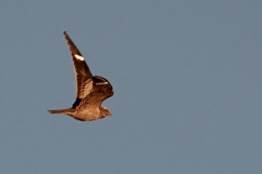 Common Nighthawk - Geneviève Thibault