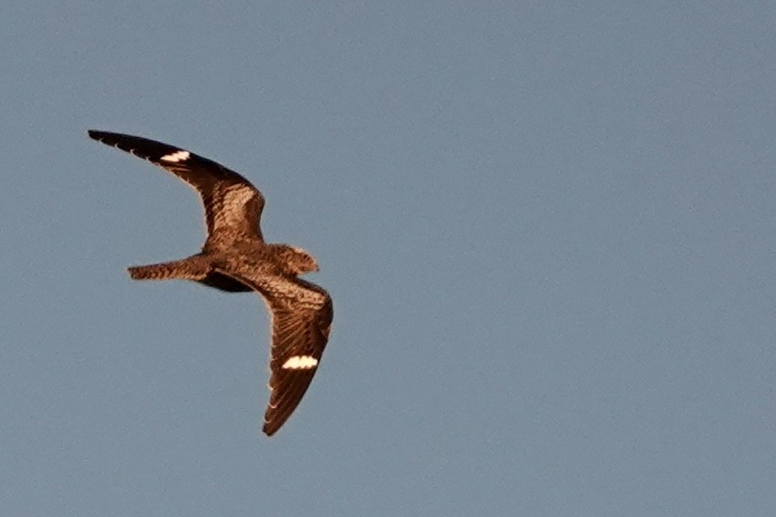 Common Nighthawk - ML581716181