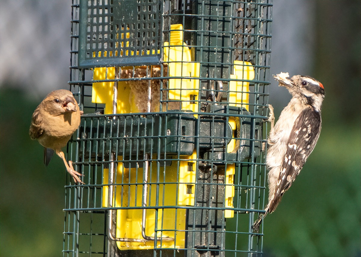 Hairy Woodpecker - ML581719271