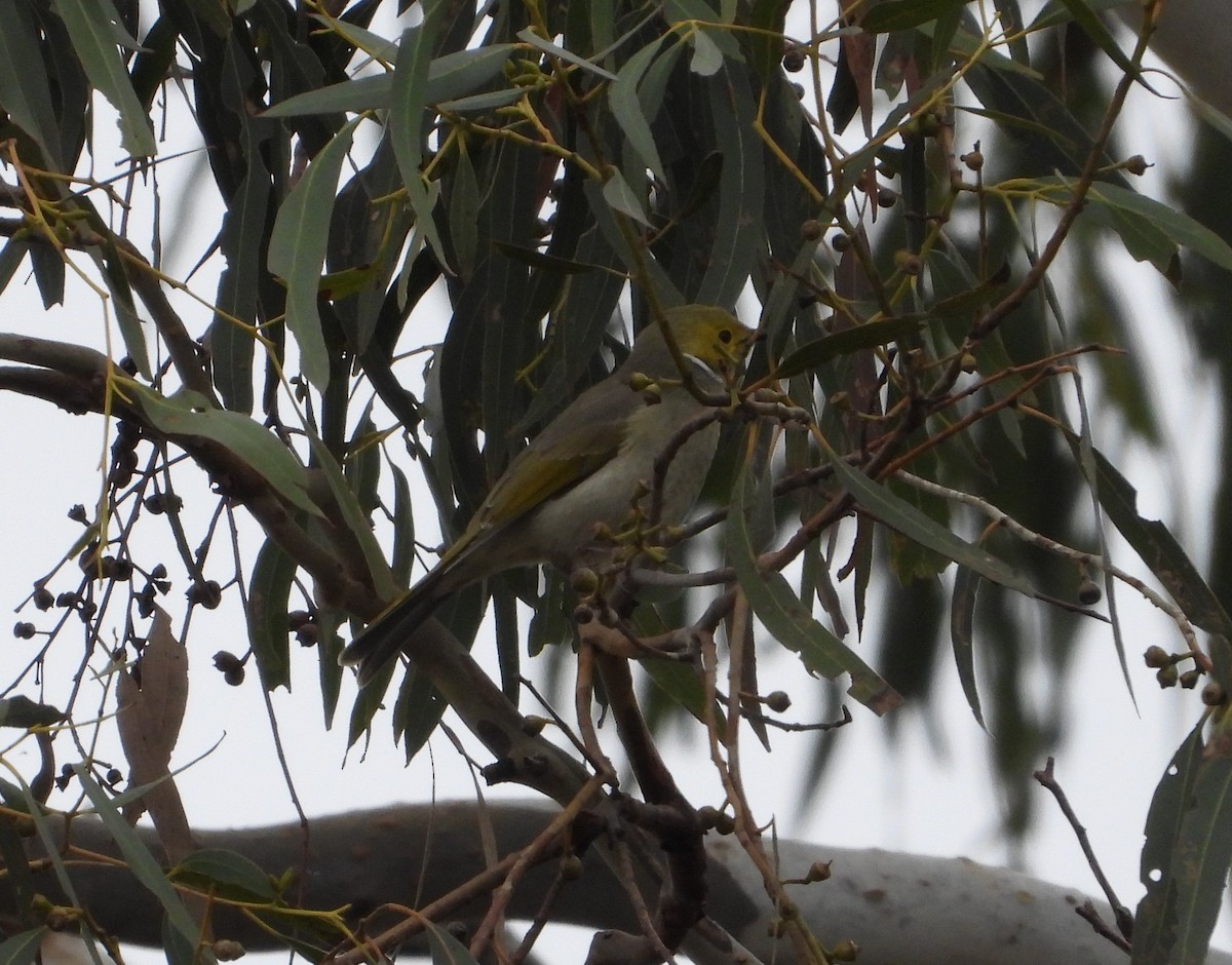 White-plumed Honeyeater - ML581720141