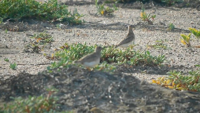 Least Seedsnipe - ML581720371