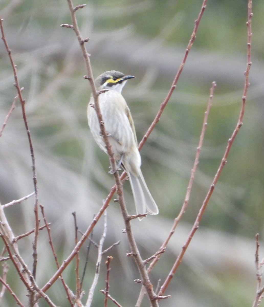 Yellow-faced Honeyeater - ML581720381