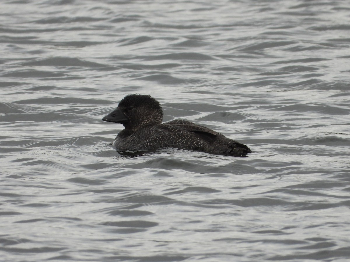 Musk Duck - ML581720671