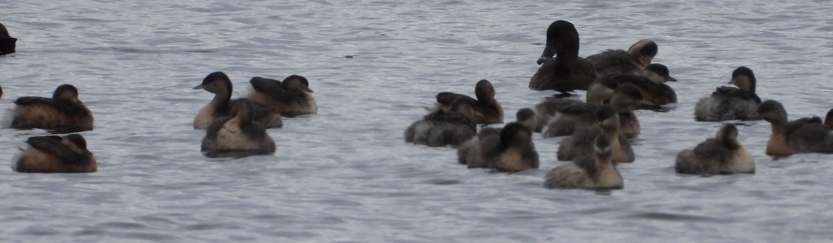 Australasian Grebe - ML581721511