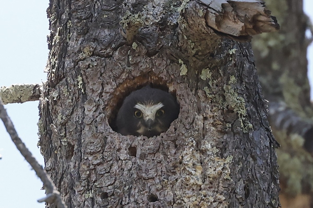 Northern Saw-whet Owl - Arman Moreno