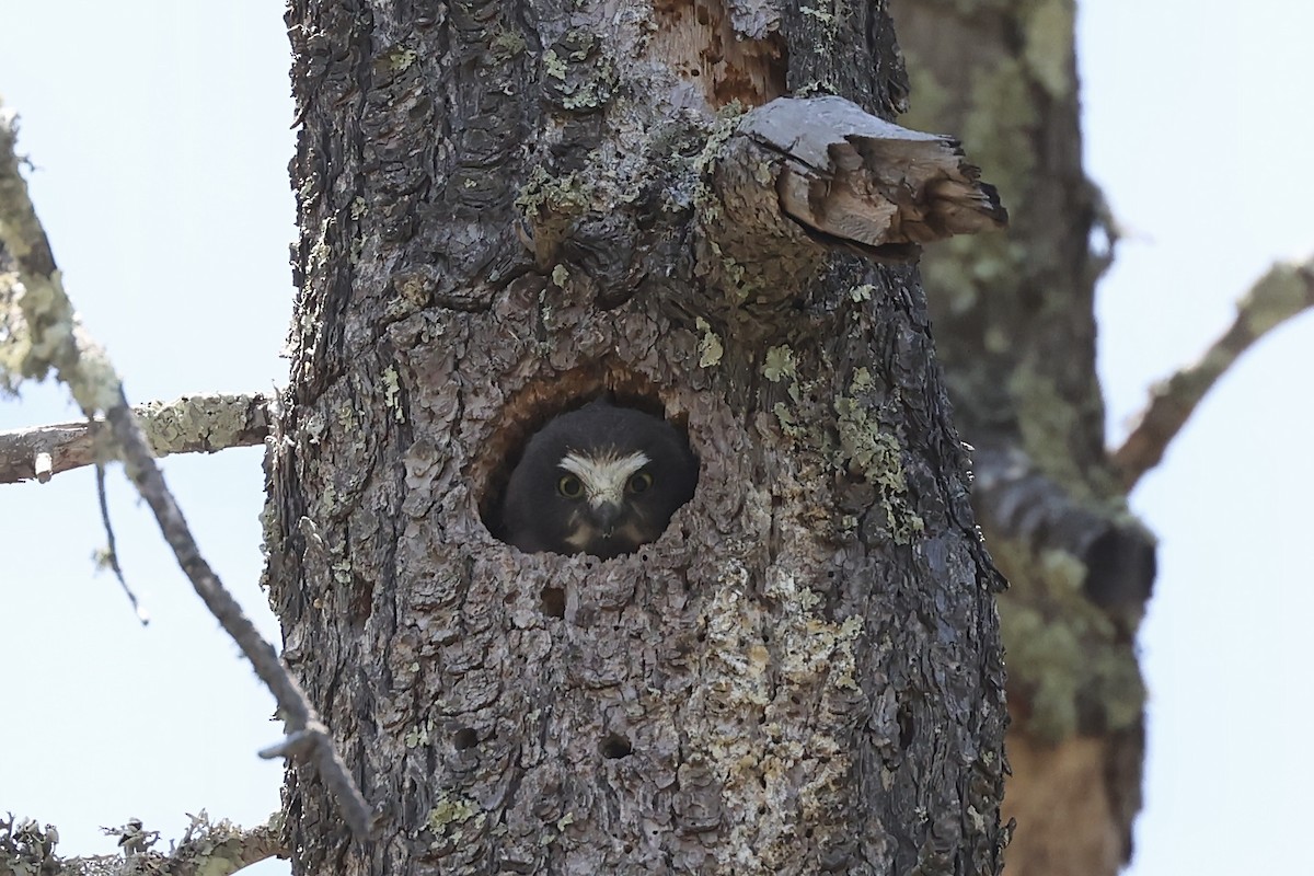 Northern Saw-whet Owl - ML581721781