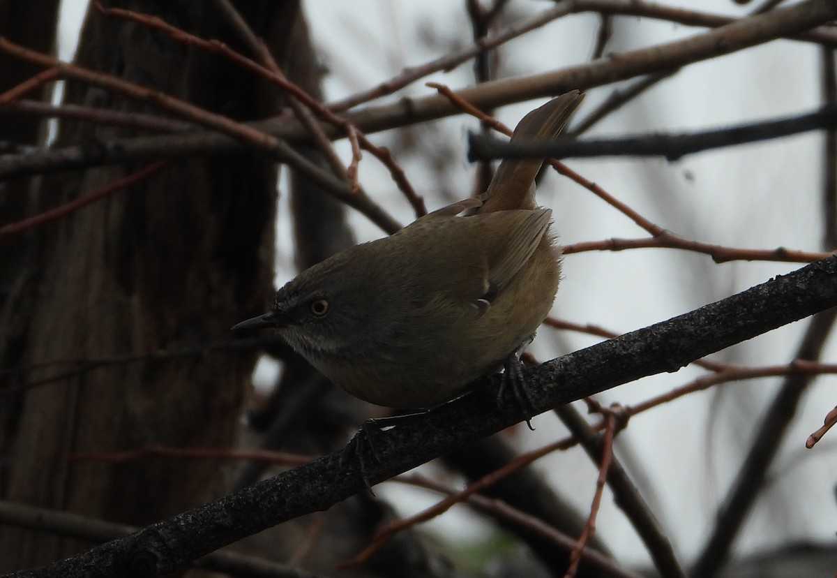 White-browed Scrubwren - ML581722201