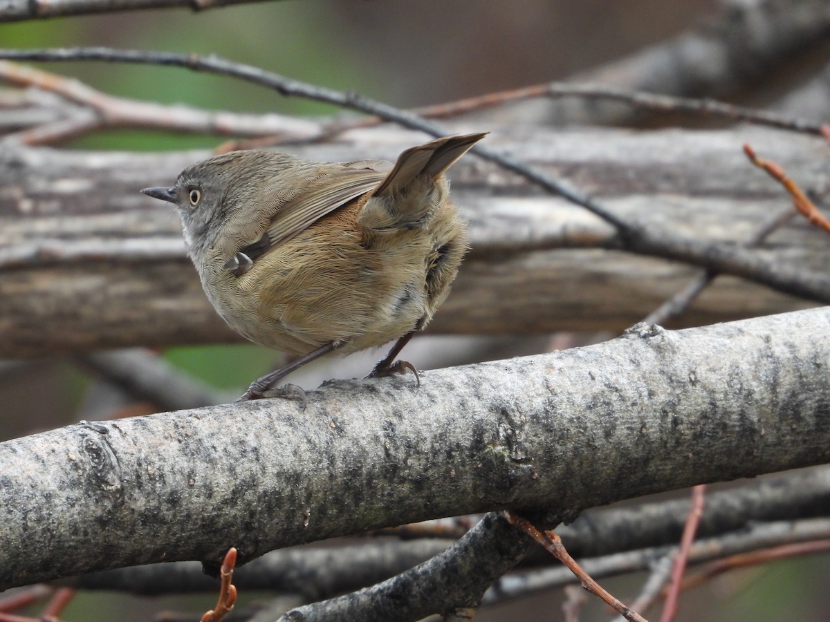 White-browed Scrubwren - ML581722231