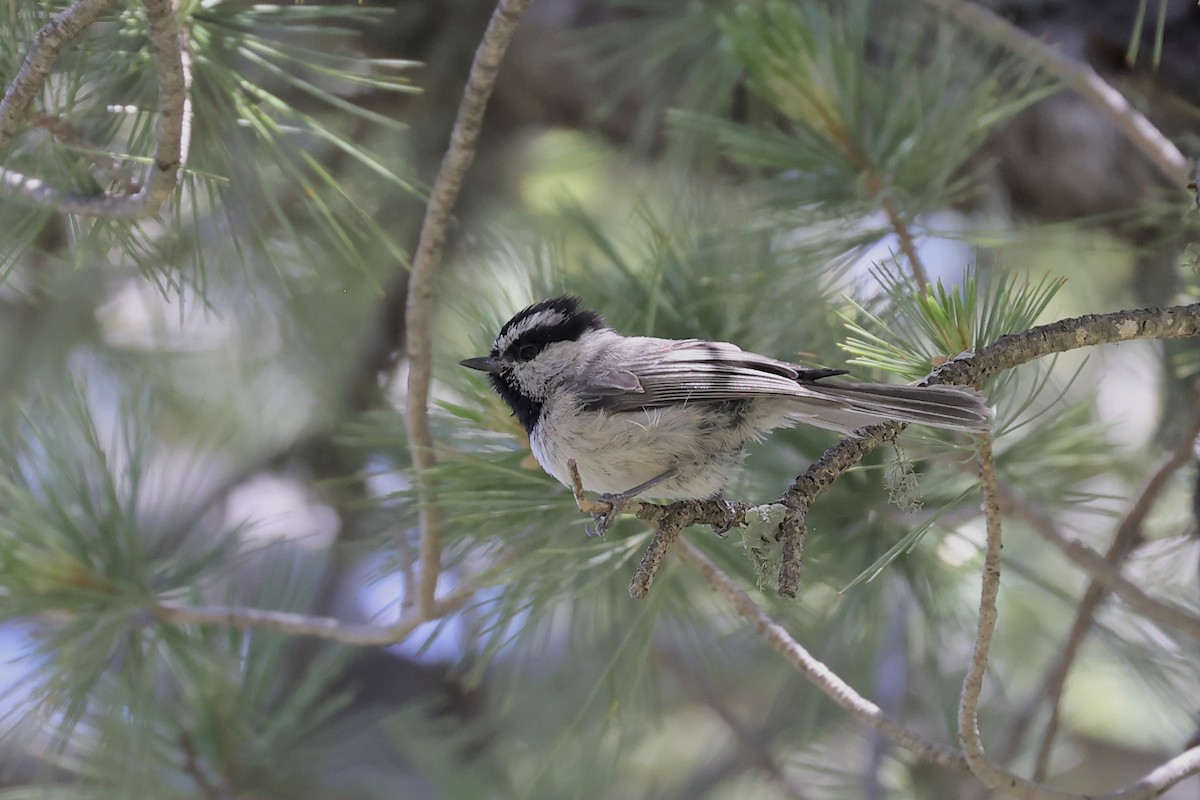 Mountain Chickadee - ML581722581