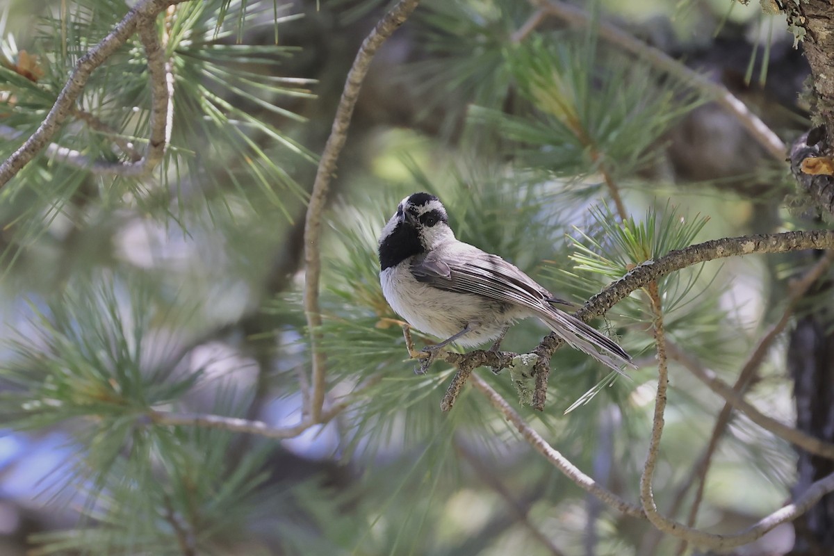 Mountain Chickadee - ML581722591