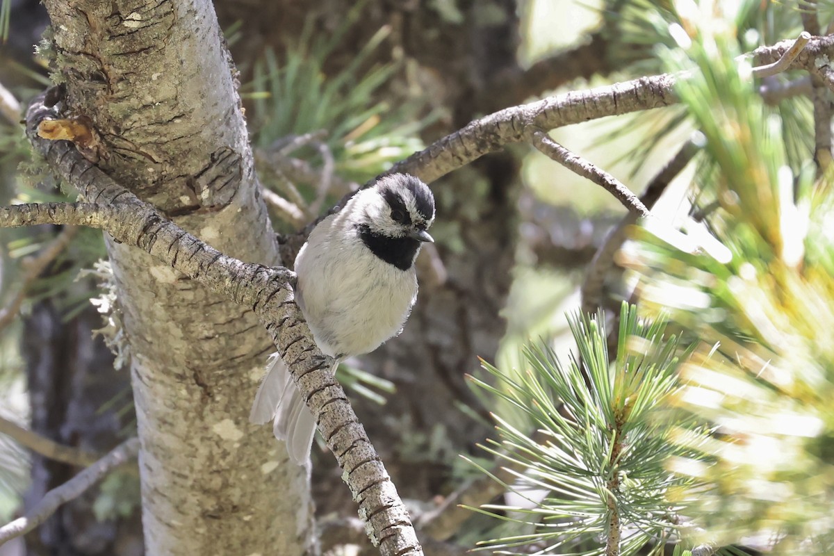 Mountain Chickadee - ML581722601