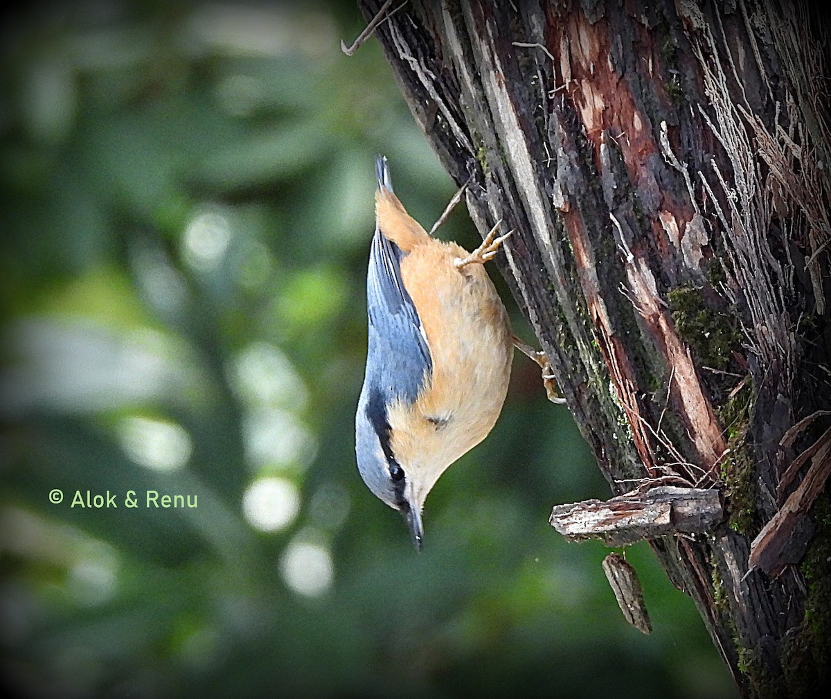 White-tailed Nuthatch - ML581723391
