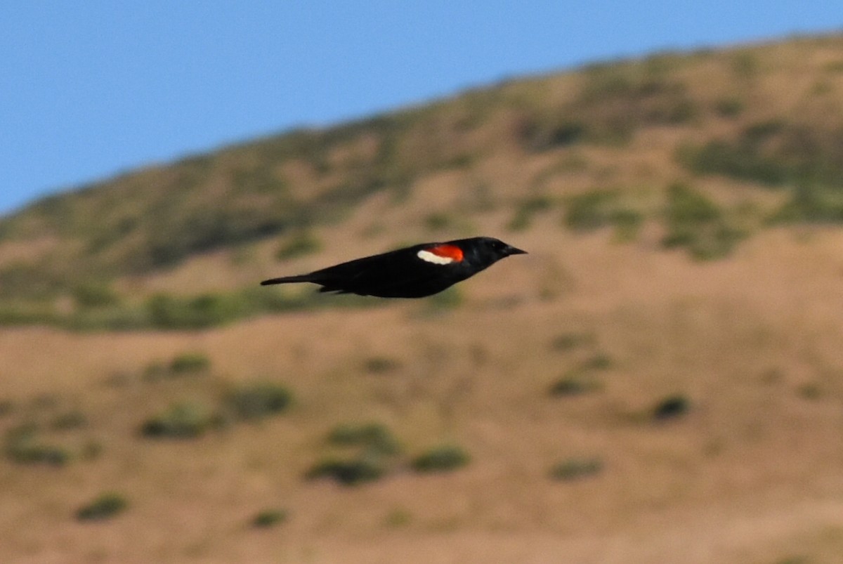 Tricolored Blackbird - ML581724651