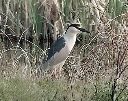 Black-crowned Night Heron - ML581725211